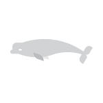 totem animal Beluga